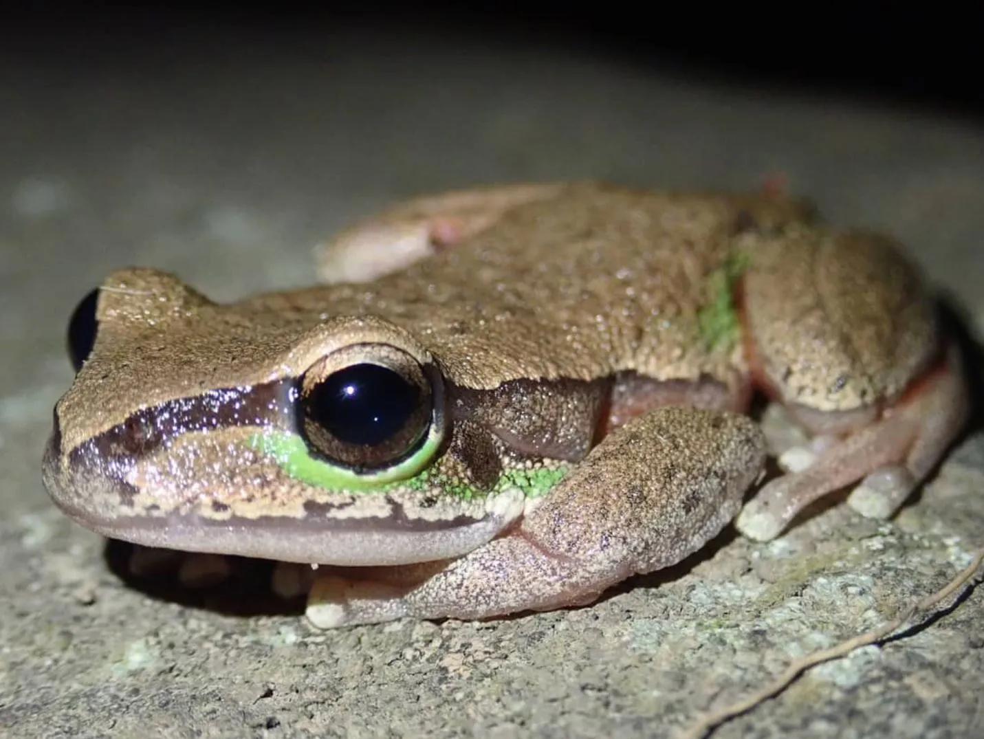 Blue Mountains Tree Frog