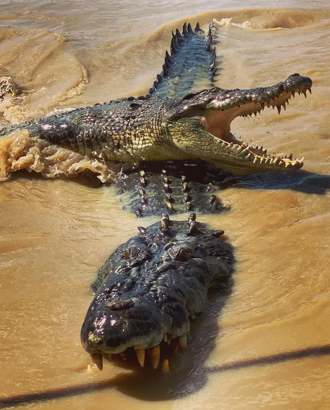 Croc-Wise Safety, What Every Traveller Should Know