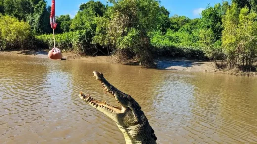 Do Croc Cruises Feed Them to Make Them Jump