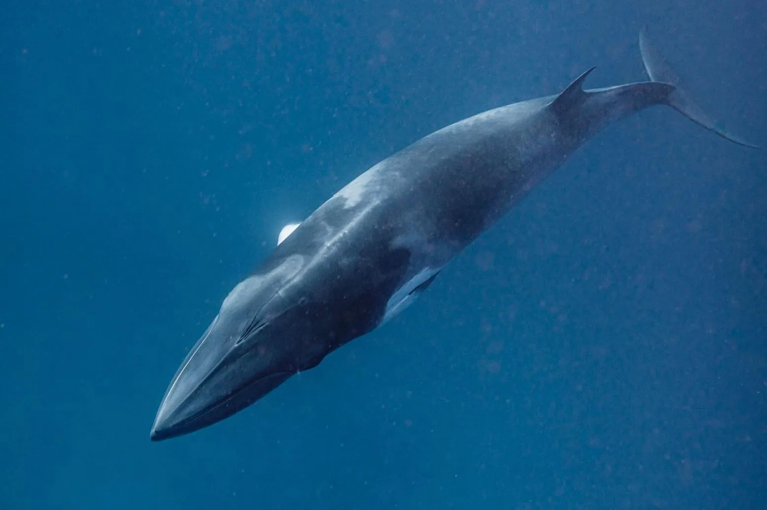 Vixens from Hell | What’s Unique About Dwarf Minke Whale Season On The Great Barrier Reef? Great Barrier Reef Tours