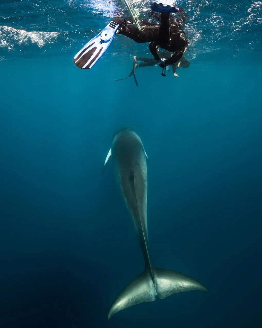 Vixens from Hell | What’s Unique About Dwarf Minke Whale Season On The Great Barrier Reef? How Long Do the Encounters Actually Last