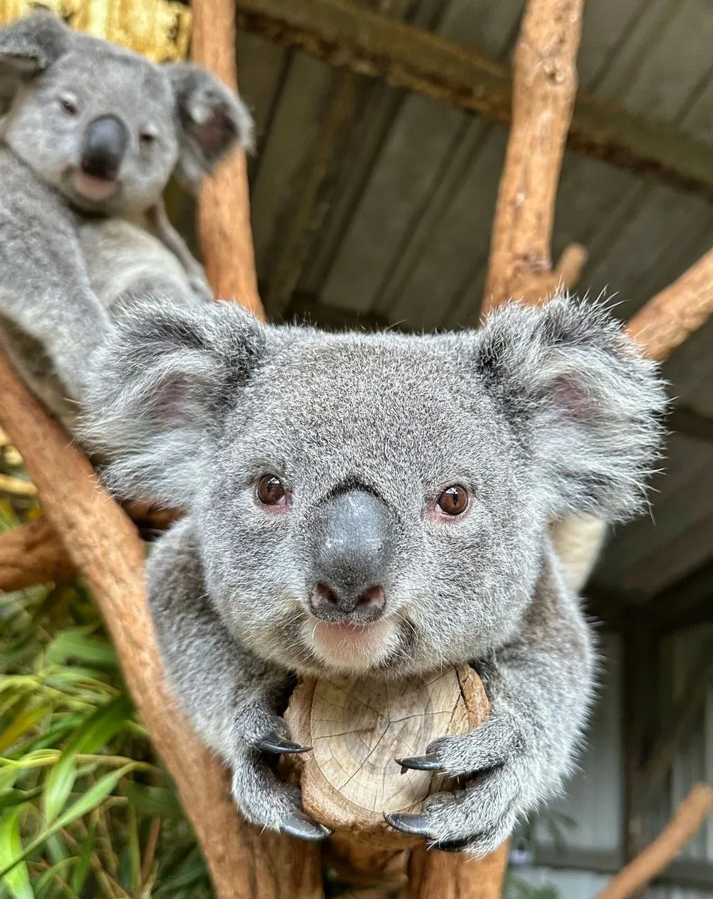 Koalas