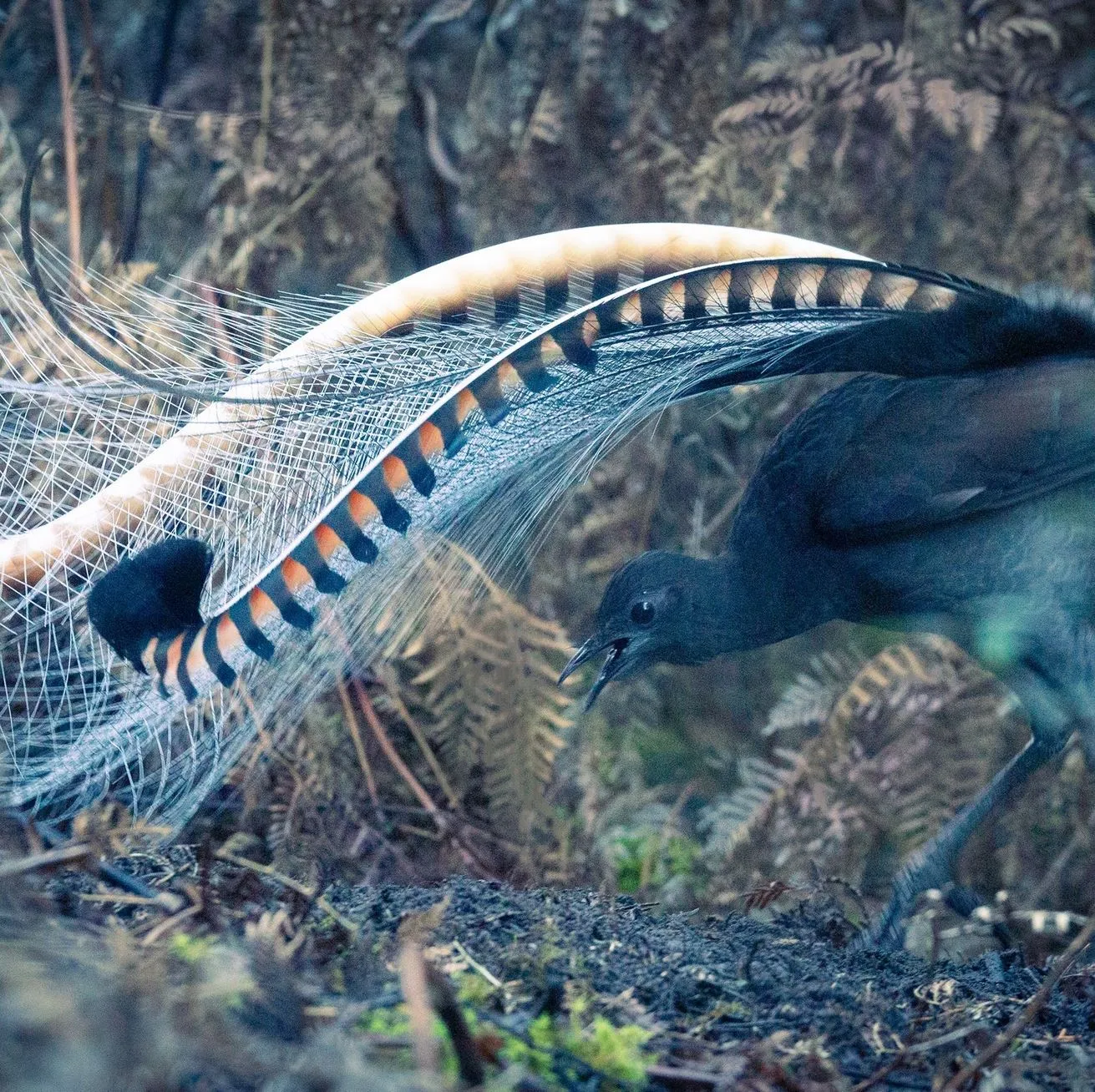 Lyrebirds