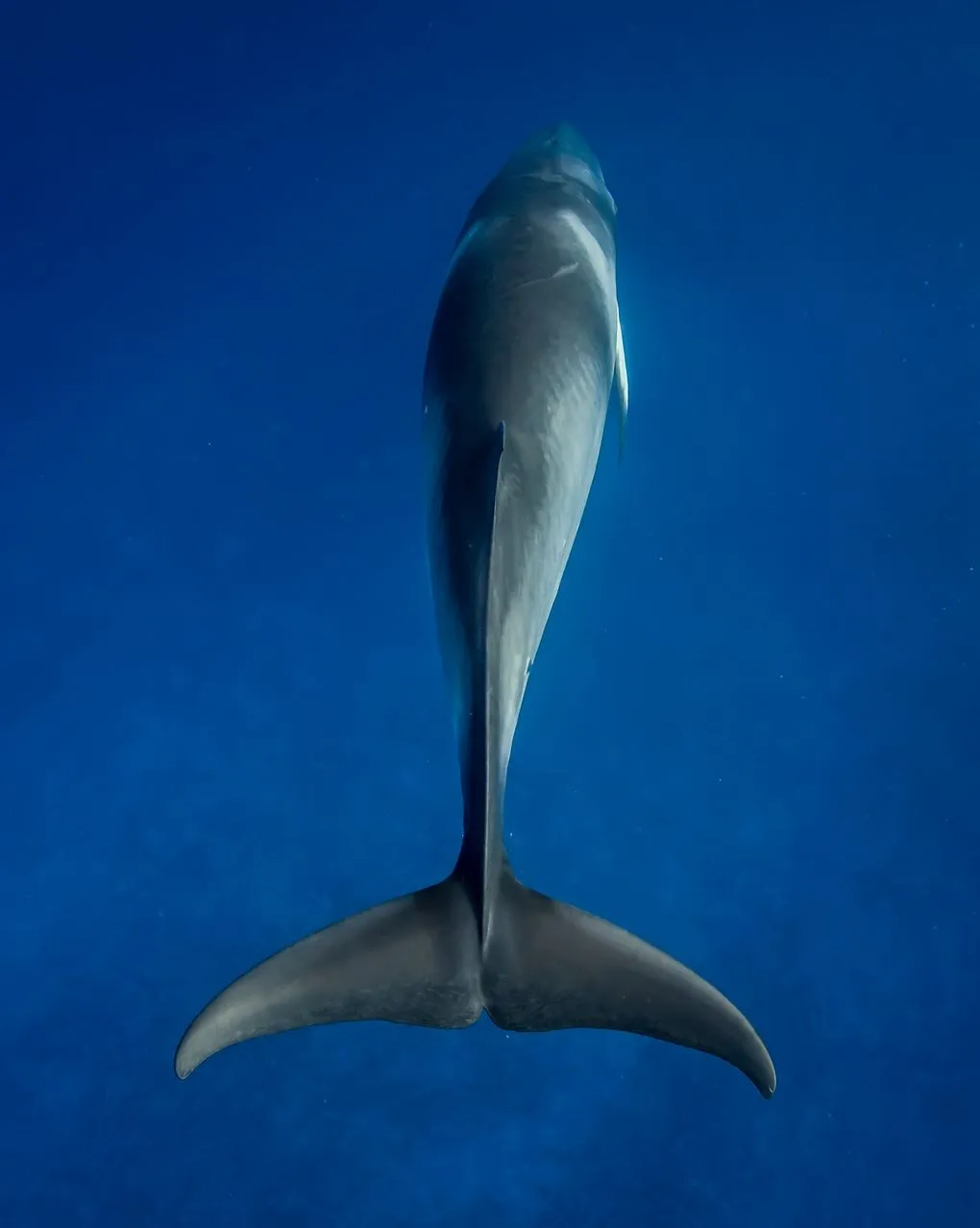 Vixens from Hell | What’s Unique About Dwarf Minke Whale Season On The Great Barrier Reef? The Only Place on Earth Where Whales Approach You