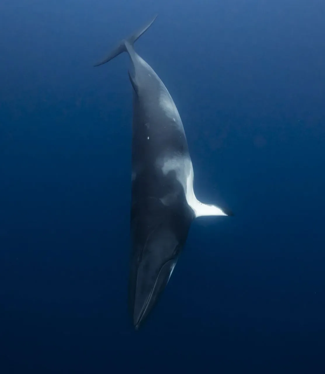Vixens from Hell | What’s Unique About Dwarf Minke Whale Season On The Great Barrier Reef? The Science Behind Their Winter Hangout