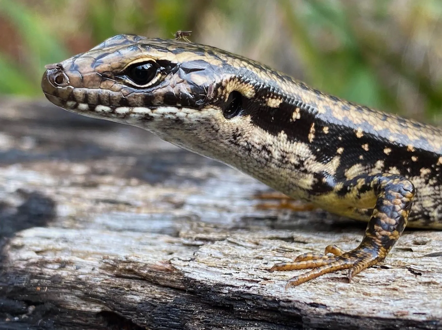 Water Skink