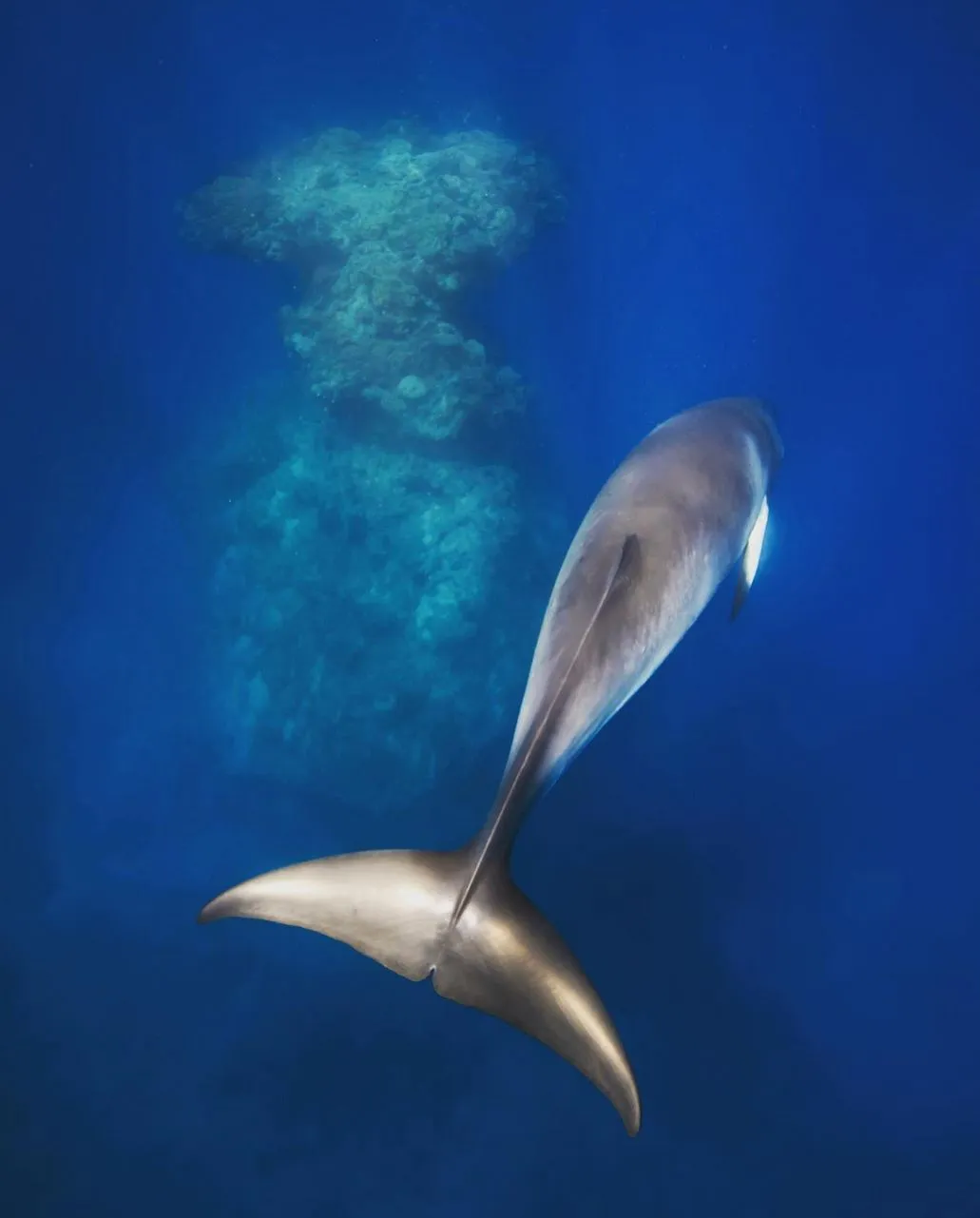Vixens from Hell | What’s Unique About Dwarf Minke Whale Season On The Great Barrier Reef? Why This Whale Season Feels Far More Relaxed