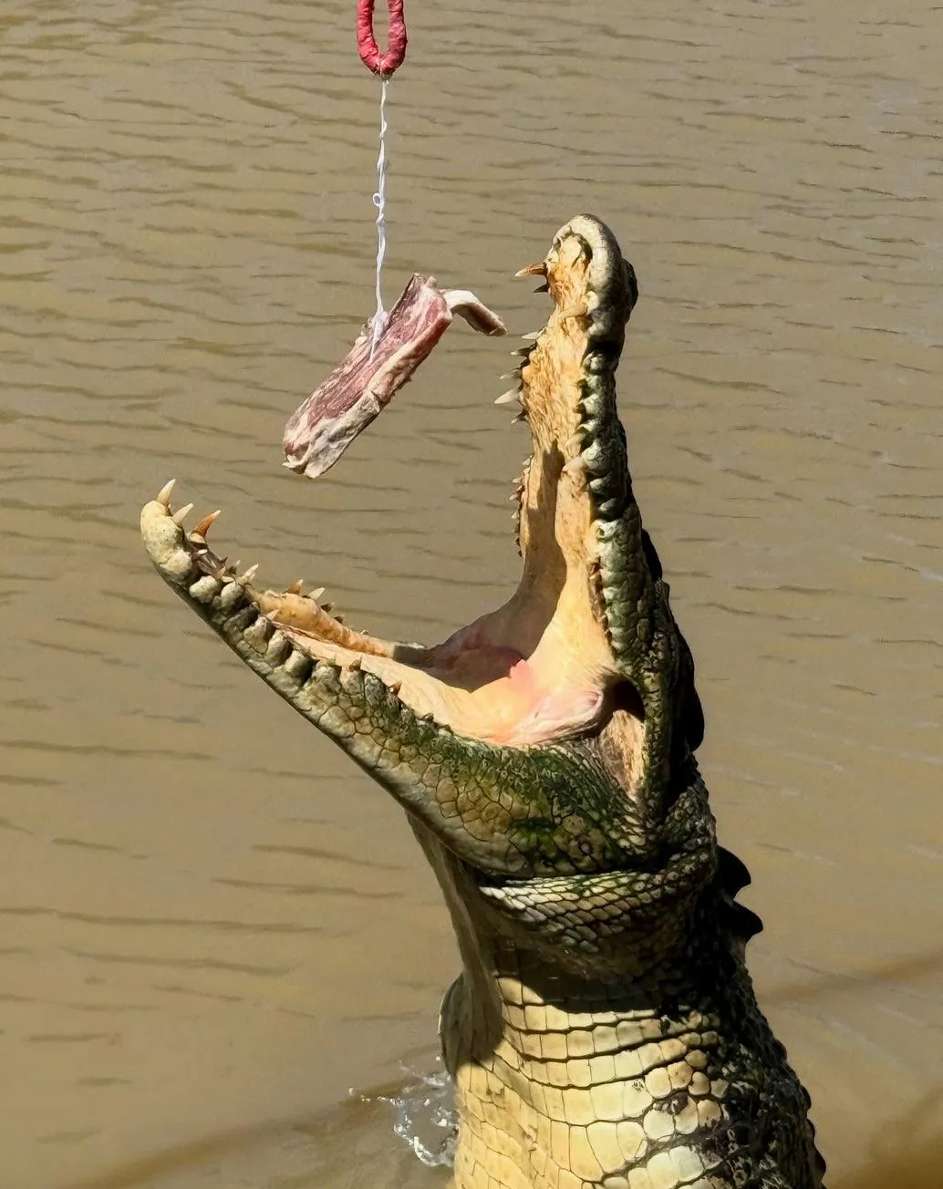 Why the Croc Show Still Matters