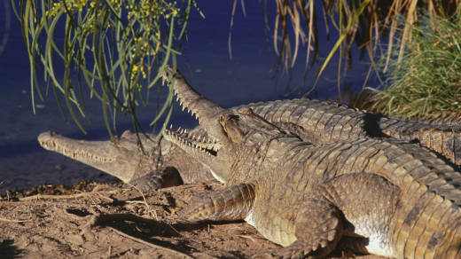 Vixens from Hell | Discover the Enchantment of Kakadu National Park: Nature, Culture & Adventure