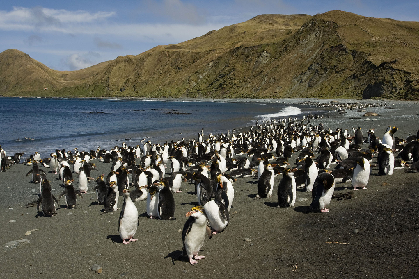 Explore the Charms of Penguin Island: Discover Unique Guided Tours